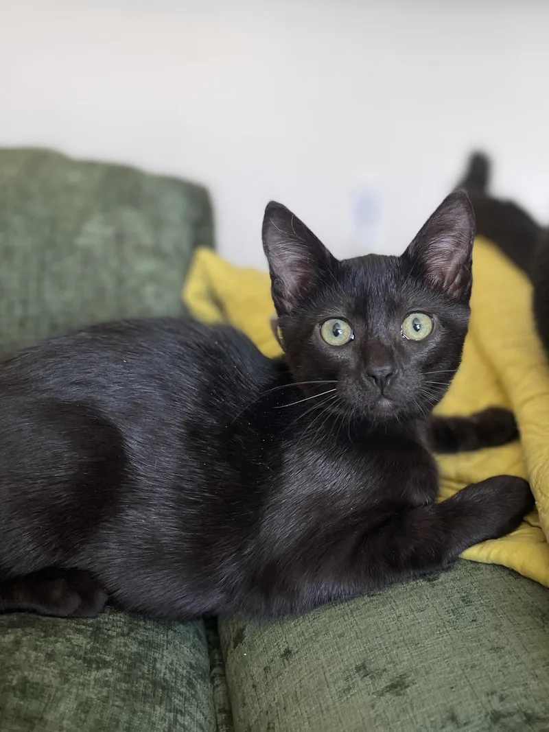 A baby medium-sized female Black Domestic Short Hair cat named Venti for adoption in Chattanooga, TN