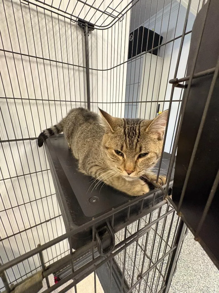 A young medium-sized female Domestic Short Hair cat named Sadie Mae for adoption in Athens, AL