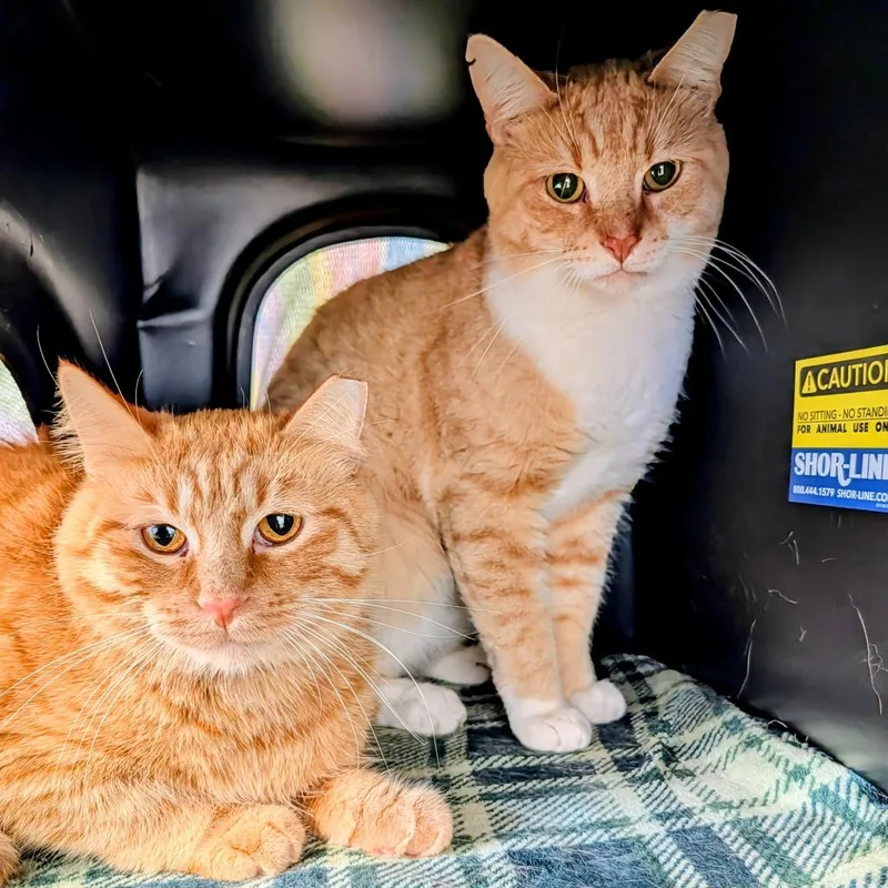 An adult medium-sized male Orange / Red Domestic Short Hair cat named Sunkist for adoption in Delaware, OH