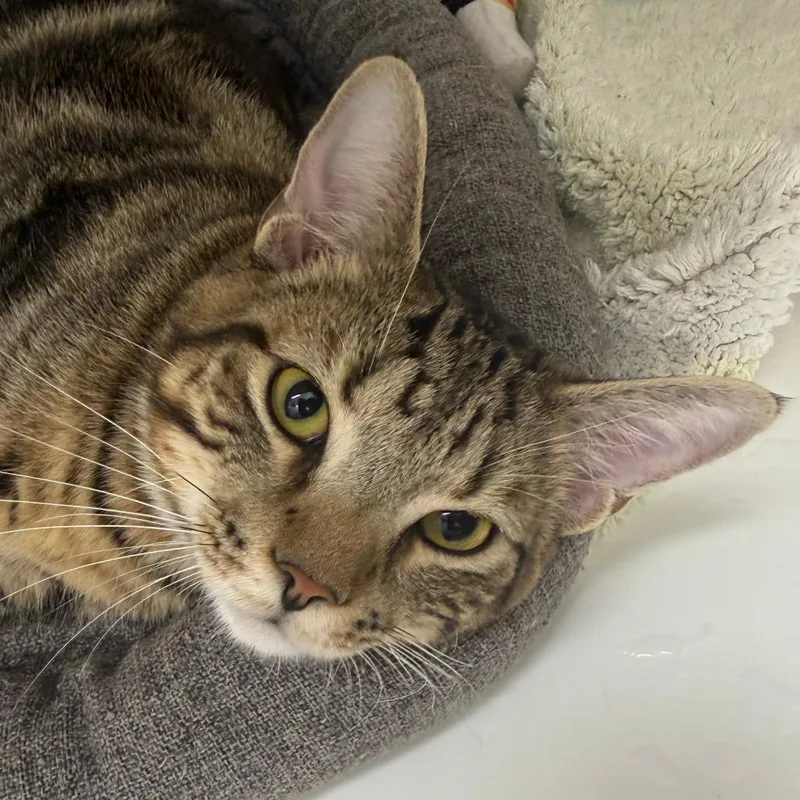 A young large-sized male Domestic Short Hair cat named Ringo for adoption in Cumming, GA