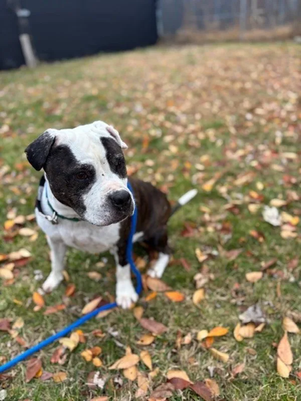 An adult medium-sized male Pit Bull Terrier dog named Tank for adoption in Kingston, NY