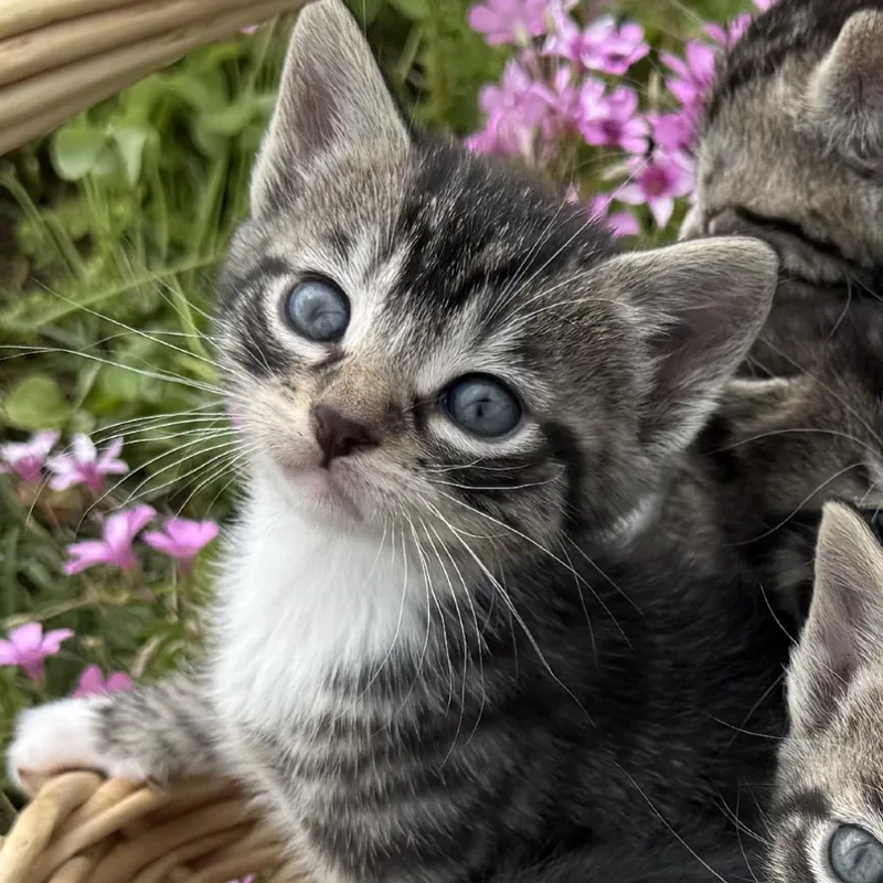 A baby small-sized female Brown / Chocolate Domestic Short Hair cat named Millie for adoption in Chesapeake, VA