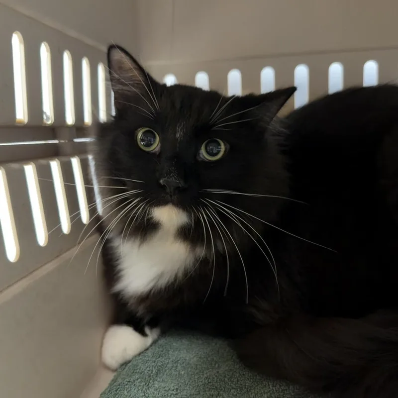 A young large-sized male Black Domestic Long Hair cat named Chunk for adoption in DeKalb, IL