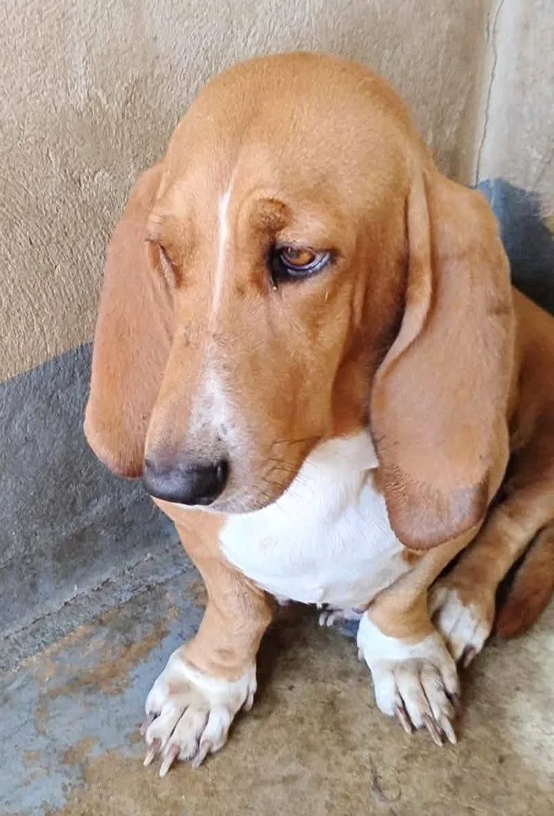 A young medium-sized female Basset Hound dog named Fatima TX for adoption in Boonton, NJ