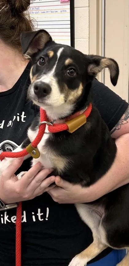A baby medium-sized female Australian Shepherd dog named Annie Oakley for adoption in Fishers, IN