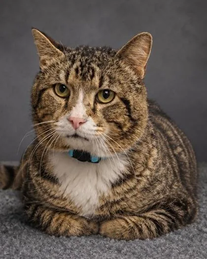 An adult large-sized male Domestic Short Hair cat named Bixby for adoption in Fresno, CA