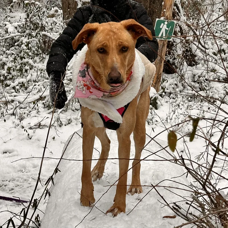 Dragonfly thumbnail 2