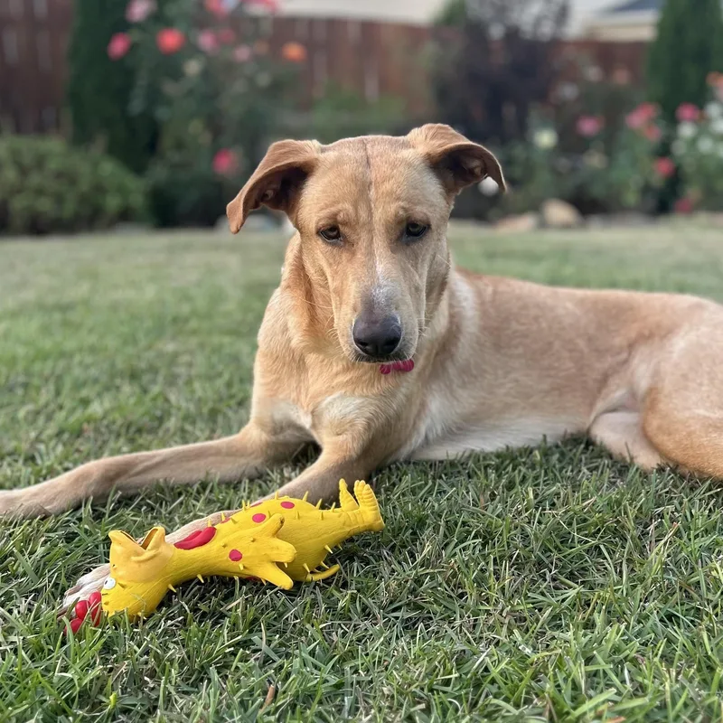 Dragonfly thumbnail 5