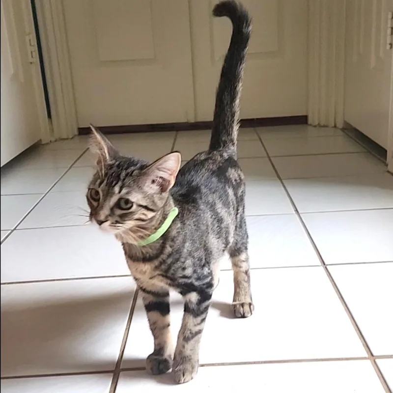 A baby medium-sized female Domestic Medium Hair cat named QCumber for adoption in Allen, TX