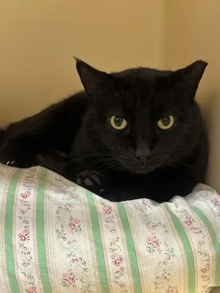 An adult small-sized male Domestic Short Hair cat named Elsi for adoption in Clarks Summit, PA