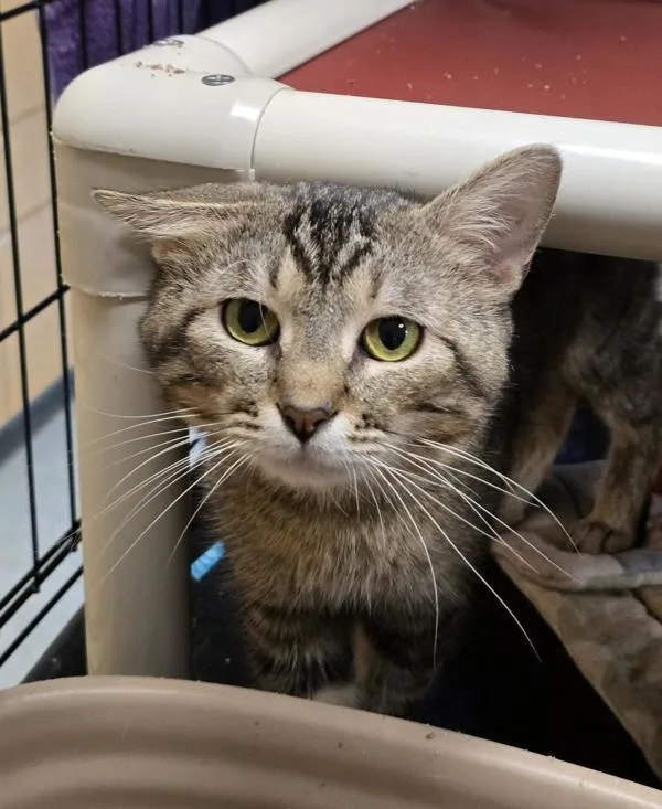 An adult medium-sized male Domestic Short Hair cat named Wubzy for adoption in Vancouver, WA