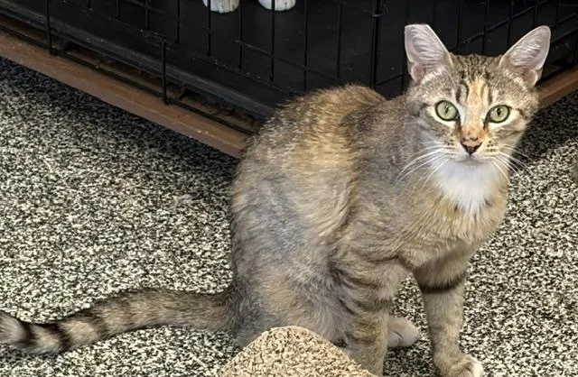 An adult medium-sized female Calico Domestic Short Hair cat named Sadie for adoption in Jackson, CA