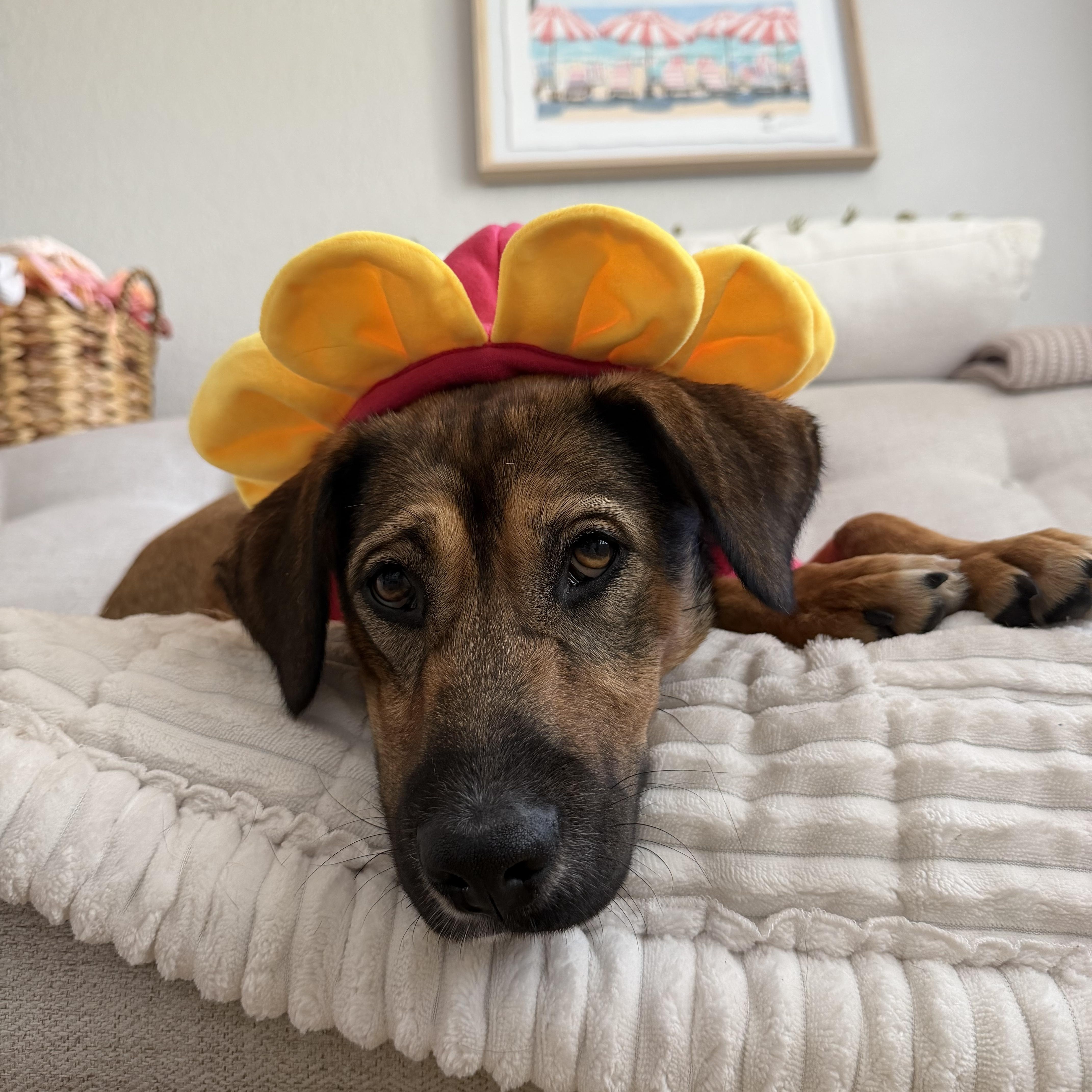 An adult medium-sized female Bicolor Labrador Retriever dog named Tillie for adoption in San Diego, CA