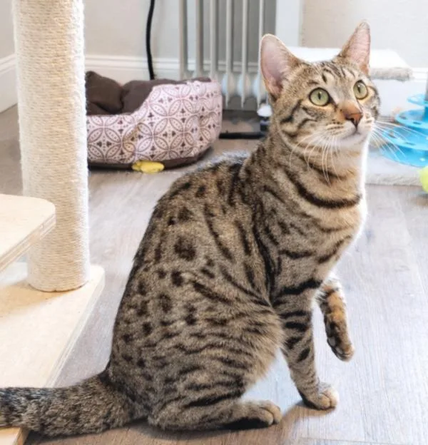 A young medium-sized male Bengal cat named Waffles for adoption in Kenosha, WI