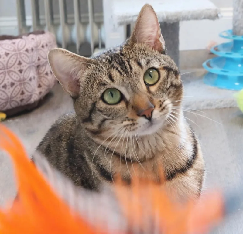 Waffles thumbnail 3