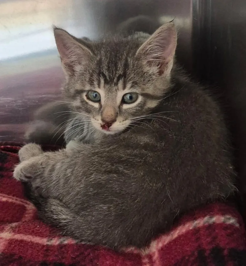 A baby medium-sized male Tabby (Gray / Blue / Silver) Domestic Short Hair cat named Piper for adoption in Tomah, WI