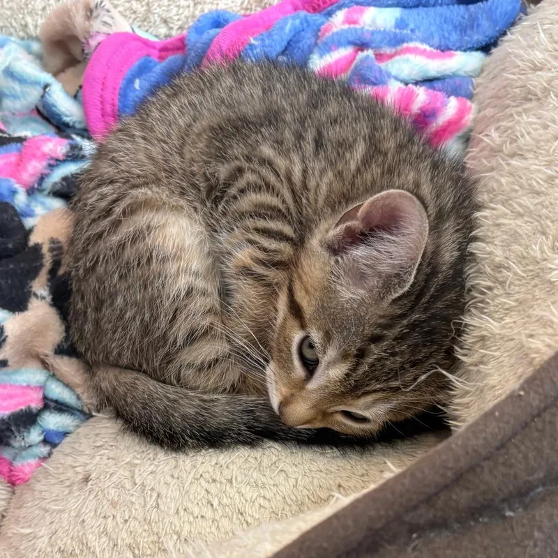 A baby small-sized male Gray / Blue / Silver Domestic Short Hair cat named Doc for adoption in Hopkinton, MA