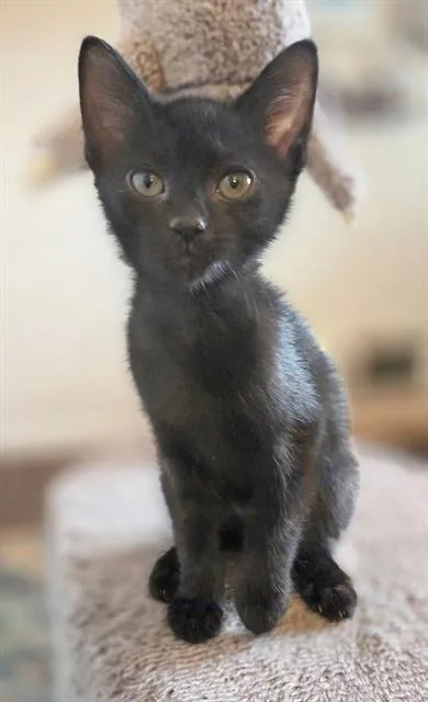 A baby small-sized female Domestic Short Hair cat named Zig for adoption in Canfield, OH