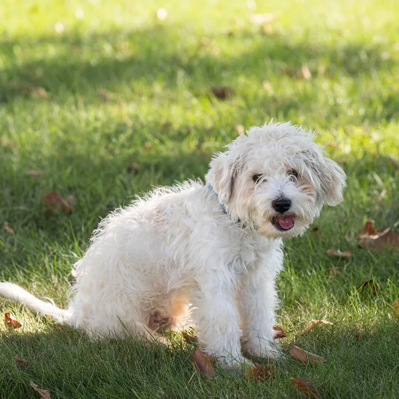 A young small-sized male White / Cream Mixed Breed dog named Butters for adoption in Dearborn, MI