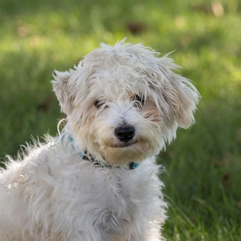 Butters thumbnail 2