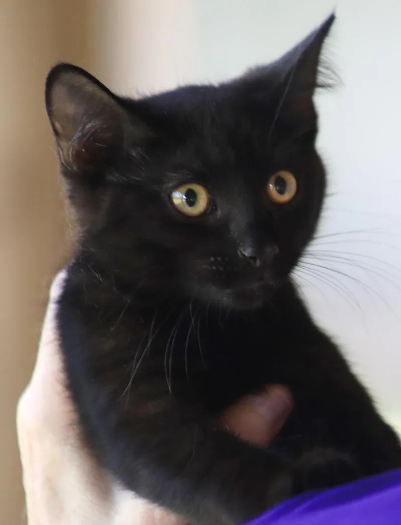 A baby medium-sized female Domestic Short Hair cat named Buttercup for adoption in North Fort Myers, FL