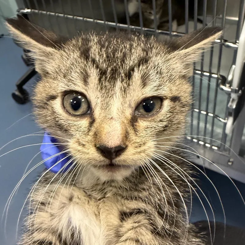 A baby small-sized male Black Domestic Short Hair cat named Lemon Belton for adoption in Greensboro, NC