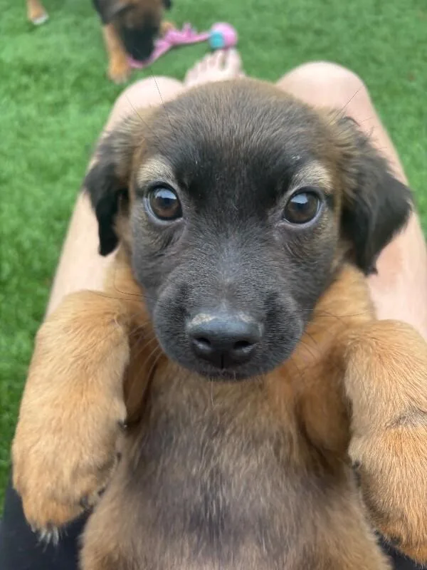 A baby medium-sized male Brown / Chocolate Dachshund dog named Scout for adoption in Van Nuys, CA