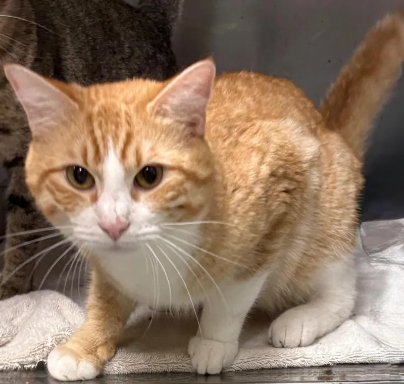 A young small-sized male Domestic Short Hair cat named Fern for adoption in Little Rock, AR