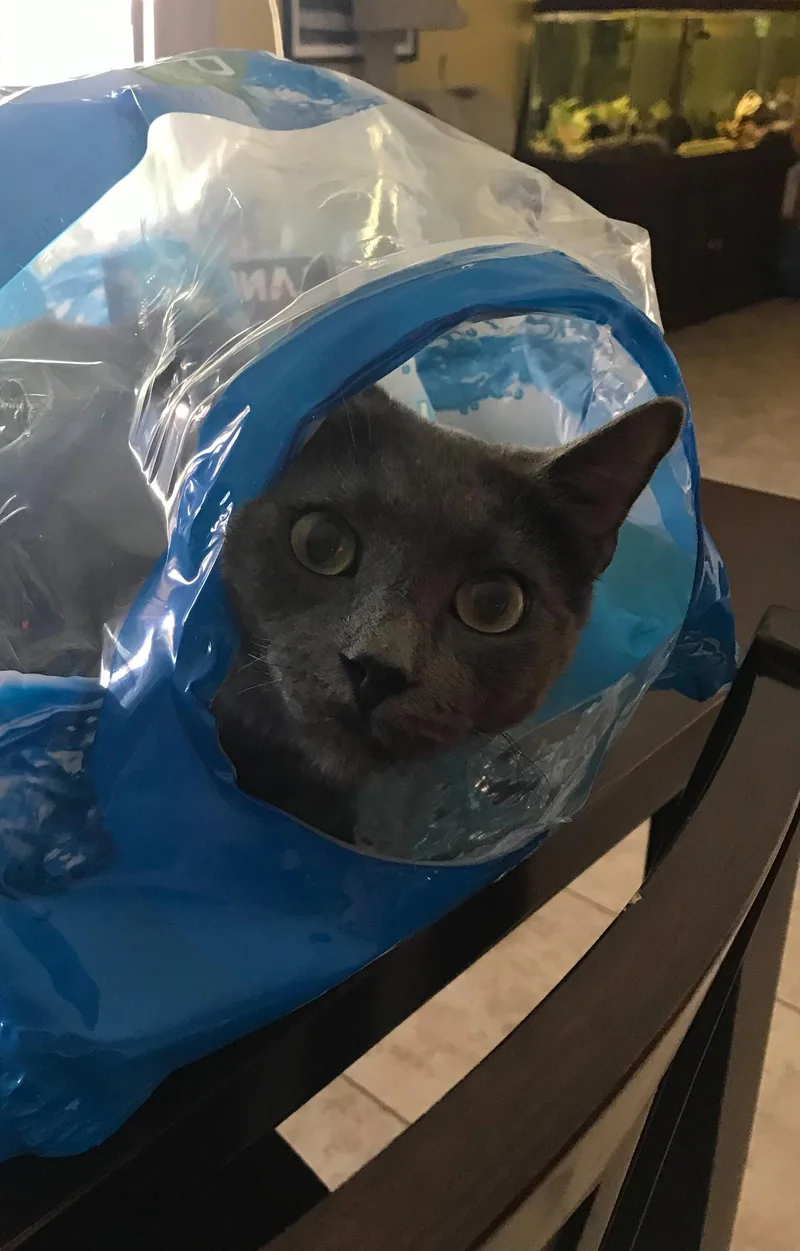 A young medium-sized male Domestic Short Hair cat named Ivan for adoption in Phoenix, AZ