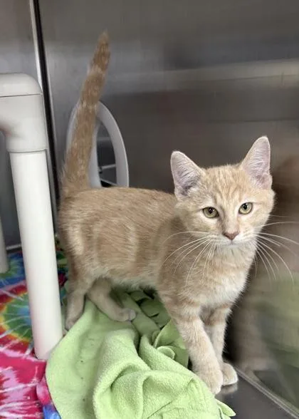 A baby small-sized male Domestic Short Hair cat named Disco for adoption in Wilkesboro, NC