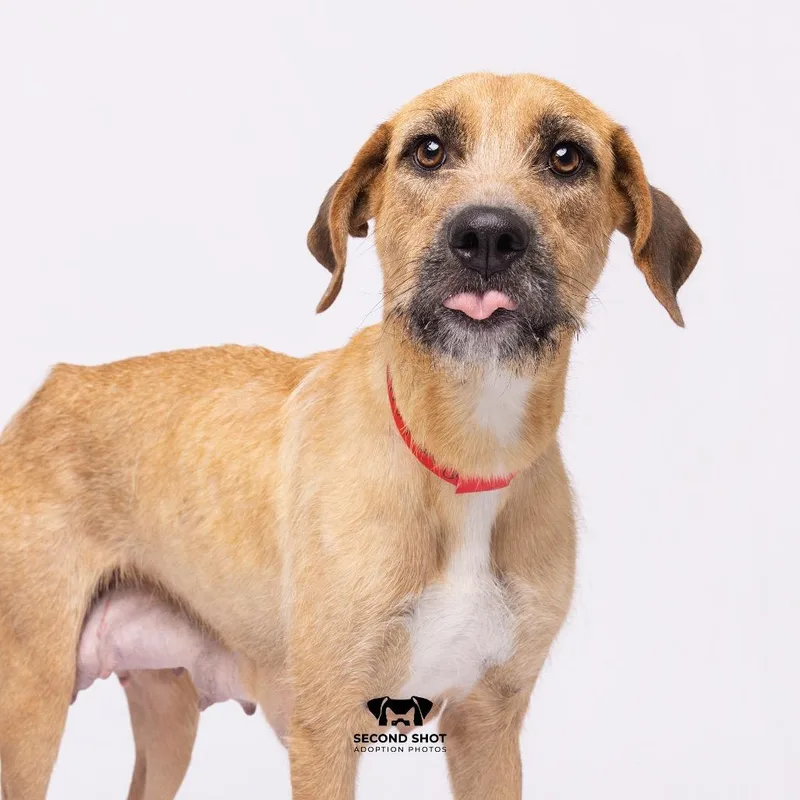 A young medium-sized female Yellow / Tan / Blond / Fawn Mountain Cur dog named Diamond for adoption in Tampa, FL