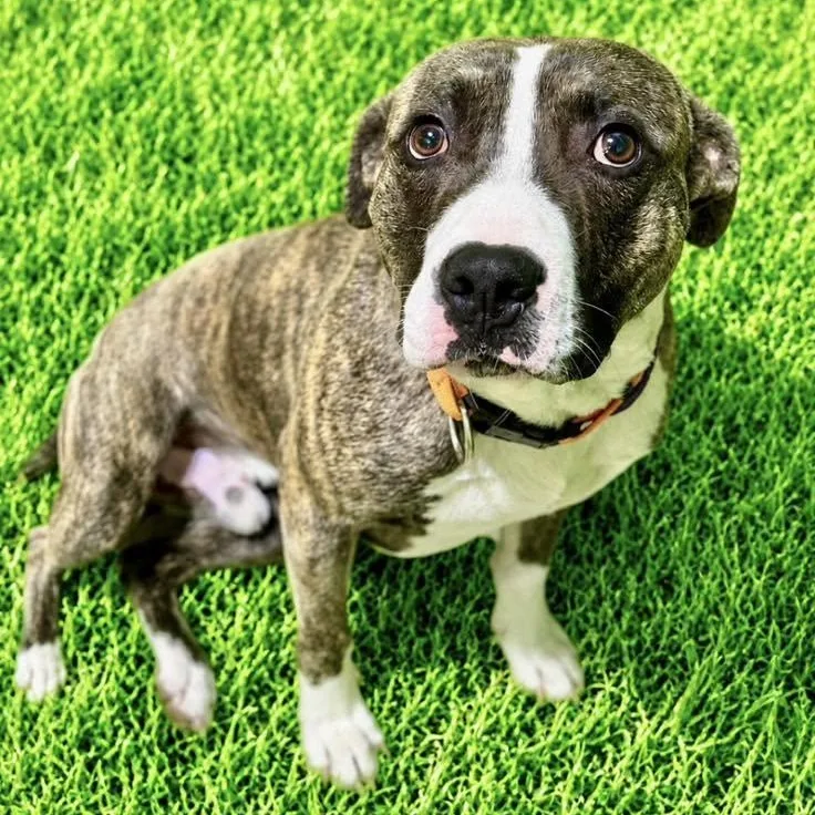 A baby medium-sized male Brindle Pit Bull Terrier dog named Hot Dog for adoption in Battle Creek, MI