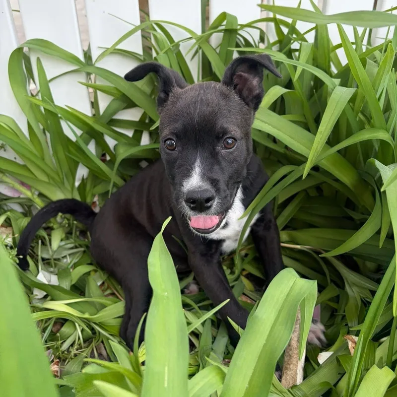 Buster thumbnail 4