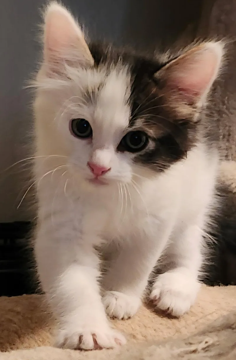 A baby small-sized male White Domestic Medium Hair cat named Angus for adoption in Gilbert, AZ