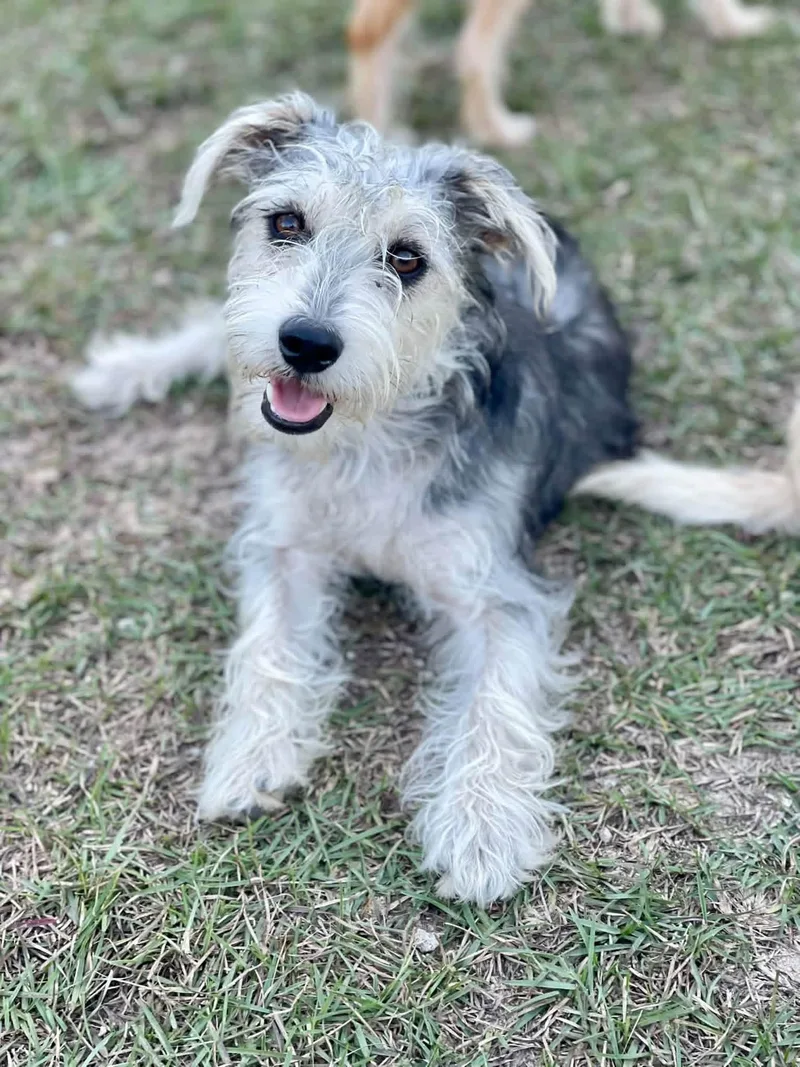 An adult small-sized male White / Cream Miniature Schnauzer dog named Schmoo for adoption in Pawleys Island, SC