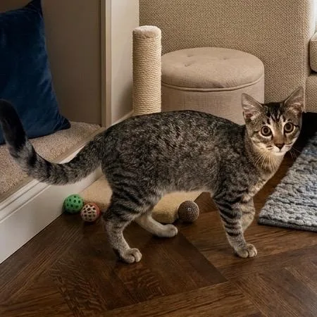 A baby medium-sized male Domestic Short Hair cat named Johnathon for adoption in Pittsfield, IL