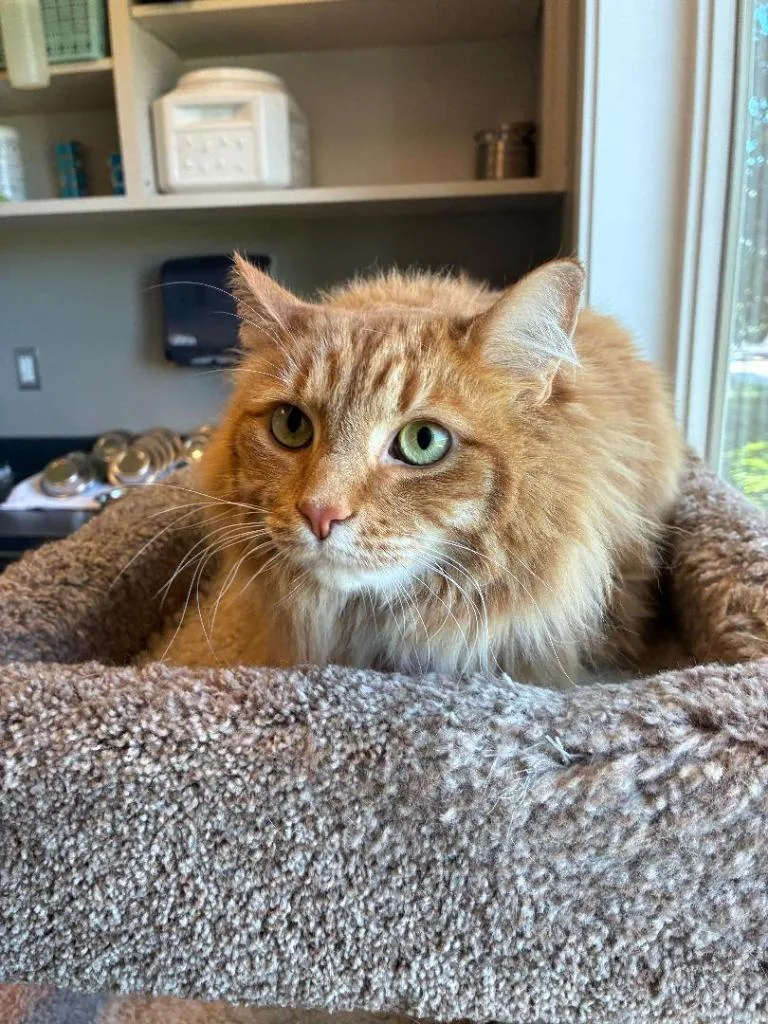 A senior extra large-sized male Domestic Long Hair cat named Lincoln for adoption in Sidney, OH
