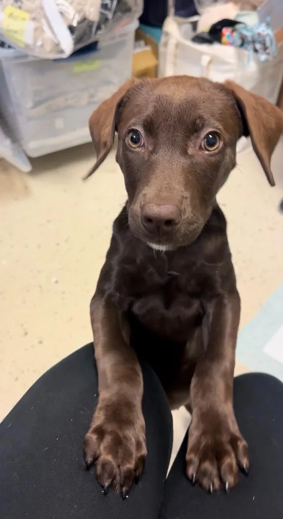 A baby medium-sized female Retriever dog named Scully for adoption in Blountville, TN