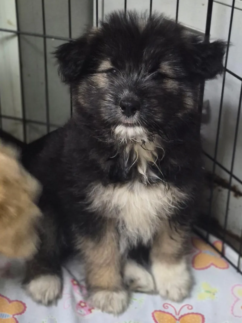 A baby medium-sized female Tricolor (Brown, Black, & White) Sheepadoodle dog named Alma for adoption in Los Angeles, CA