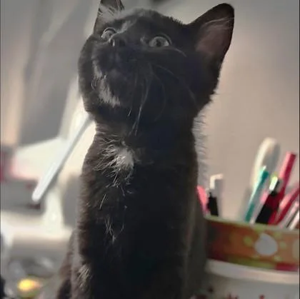 A baby small-sized male Black Domestic Short Hair cat named Ember for adoption in Kansas City, MO