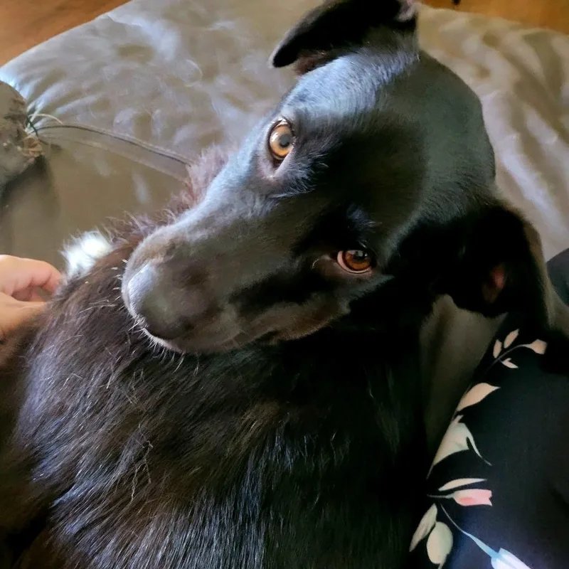 An adult medium-sized female Black Labrador Retriever dog named Daisy for adoption in The Colony, TX