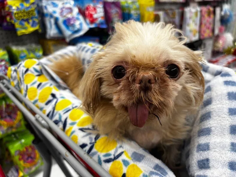 An adult small-sized male Shih Tzu dog named Heston for adoption in Valparaiso, IN