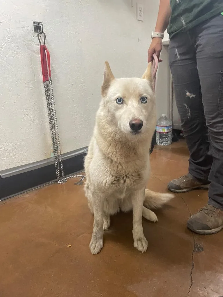 An adult medium-sized female Siberian Husky dog named Diamond for adoption in Chico, CA