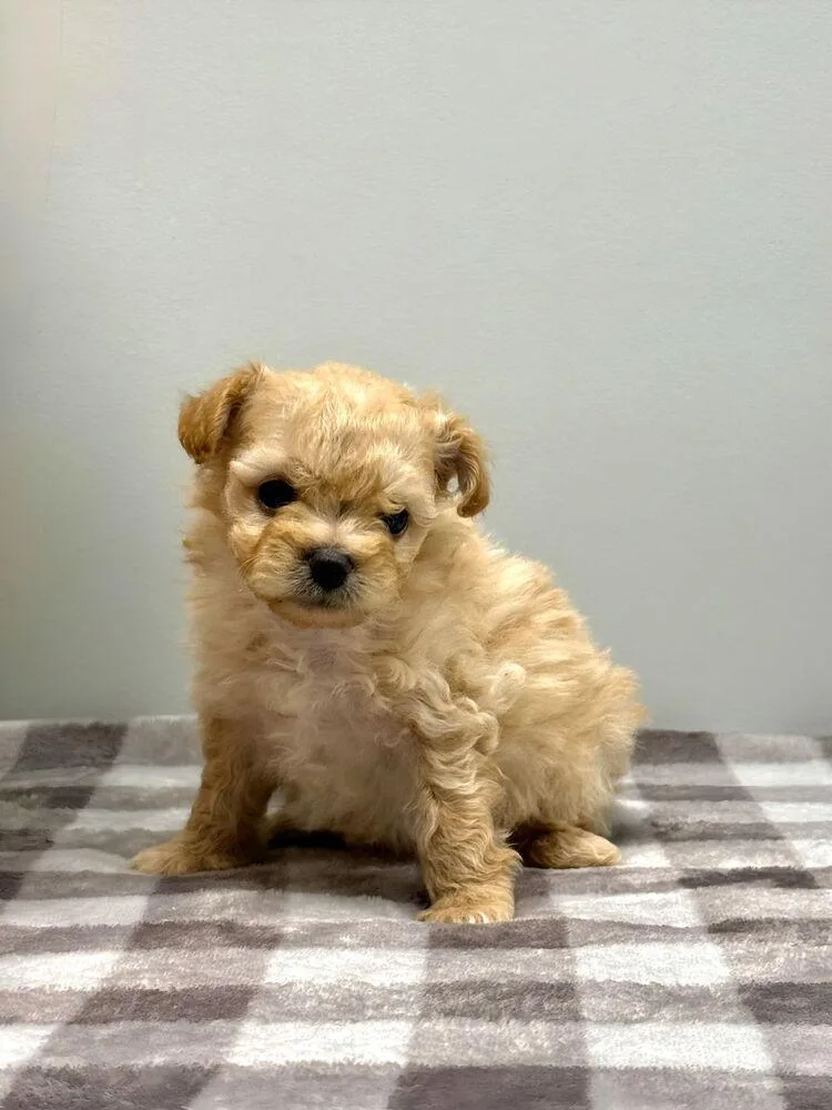 A baby small-sized female White / Cream Poodle dog named Wendy for adoption in Beaumont, CA