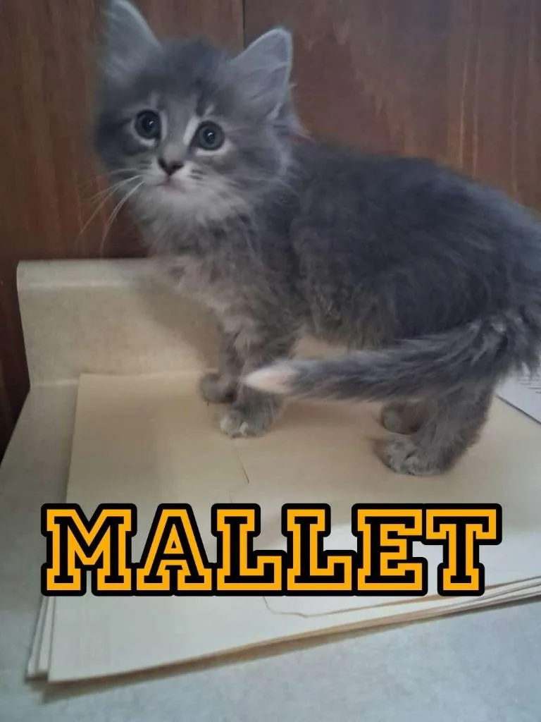 A baby small-sized female Domestic Long Hair cat named Mallet for adoption in Hillsboro, OH