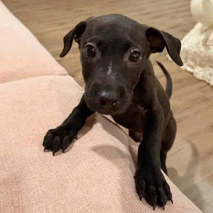 Louie