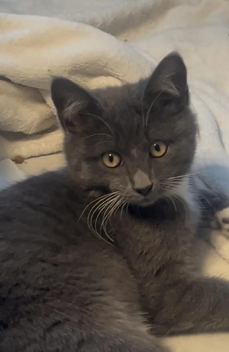 A young medium-sized male Domestic Short Hair cat named Nico And Percy for adoption in Fairfax, VA
