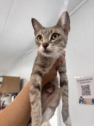 A young medium-sized female Gray & White Domestic Short Hair cat named Lolly for adoption in Charleston, SC