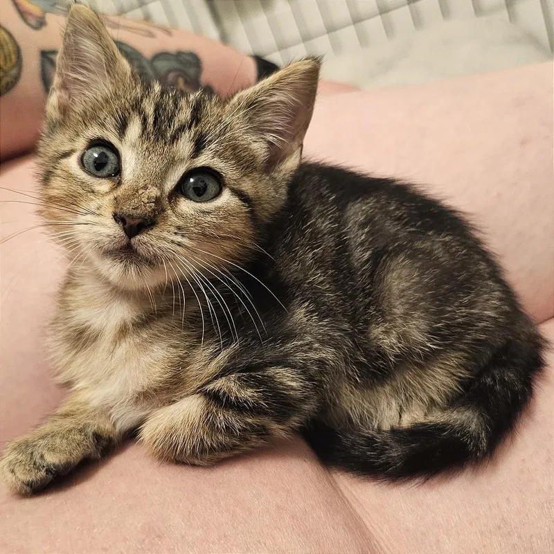 A baby small-sized male Brown / Chocolate Domestic Short Hair cat named Halson for adoption in Webster, TX