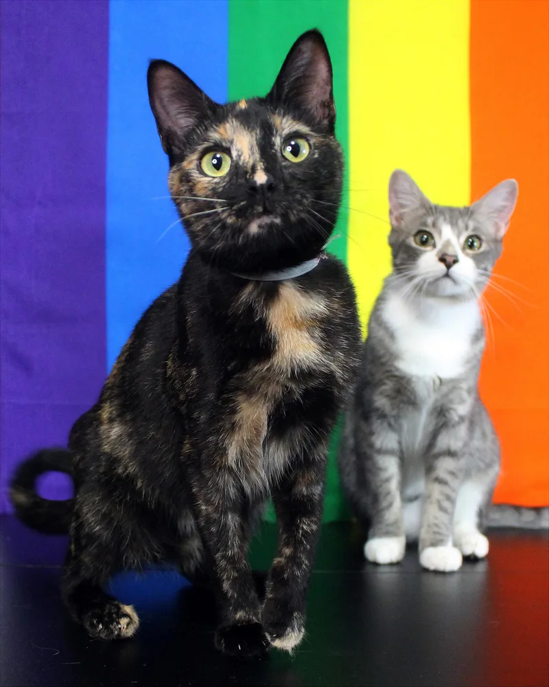 A baby medium-sized female Tortoiseshell Domestic Short Hair cat named Kira for adoption in Guthrie, OK